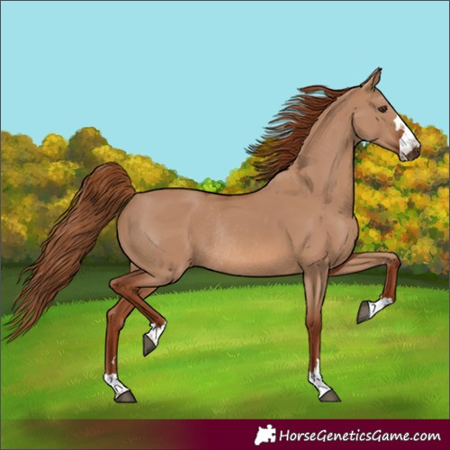 Horse Color:Red Dun Rabicano 