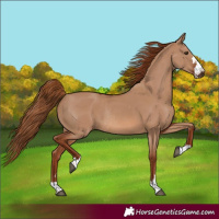 Horse Color:Red Dun Rabicano