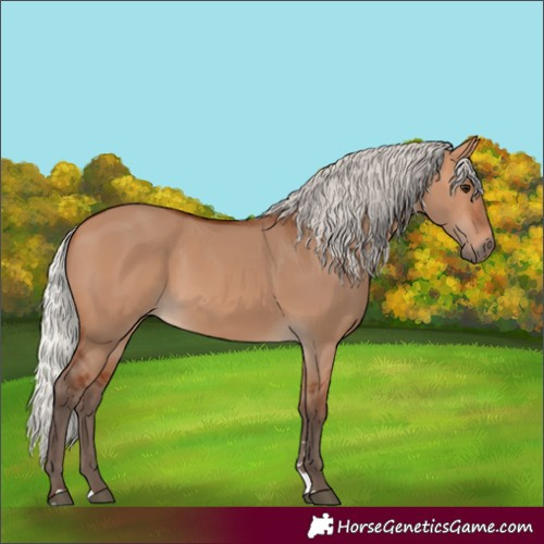 Horse Color:Silver Bay Dun 