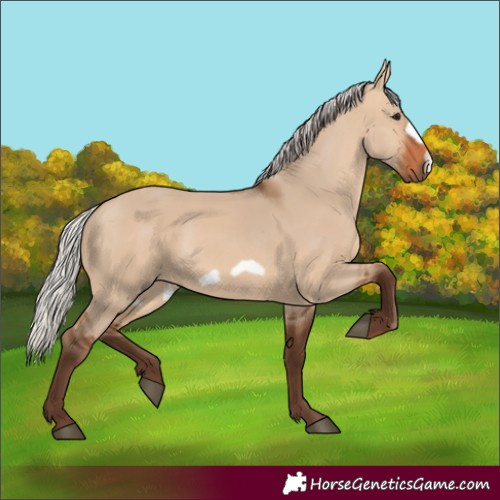 Horse Color:Silver Bay Dun Frame 