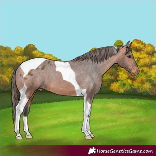 Horse Color:Bay Tobiano Appaloosa 