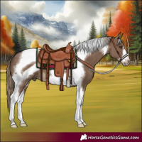 Horse Color:Liver Red Dun Tobiano Frame