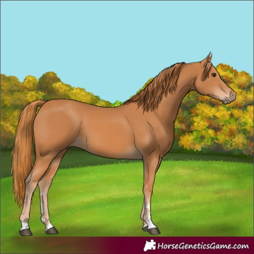 Horse Color:Chestnut 
