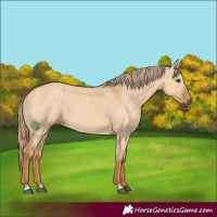 Horse Color:Red Dun 