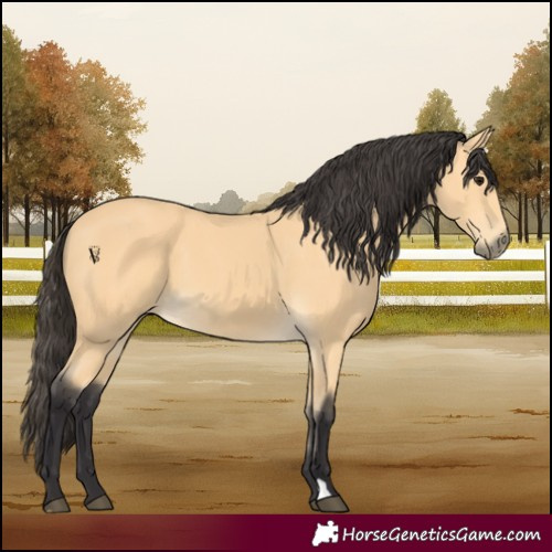 Horse Color:Buckskin