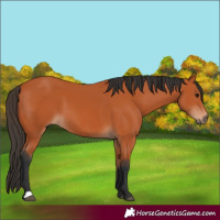 Horse Color:Bay 