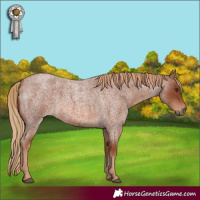 Horse Color:Red Roan 