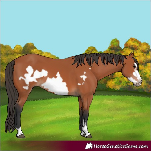 Horse Color:Bay Frame 