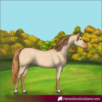 Horse Color:Red Dun 