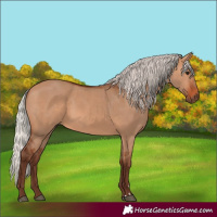 Horse Color:Silver Bay Dun 