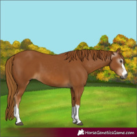 Horse Color:Gray Chestnut 