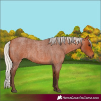 Horse Color:Silver Bay Roan 