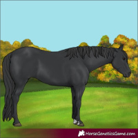 Horse Color:Black 
