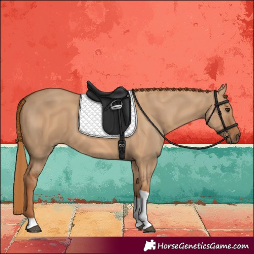 Horse Color:Red Dun Tobiano 