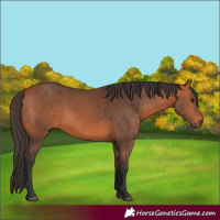 Horse Color:Bay 
