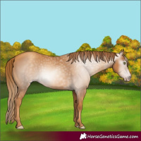 Horse Color:Gray Gold Champagne 