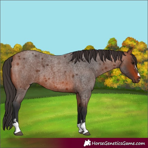Horse Color:Bay Roan 