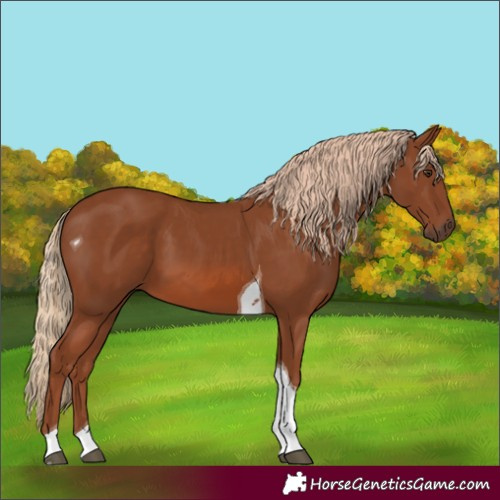 Horse Color:Chestnut Tobiano