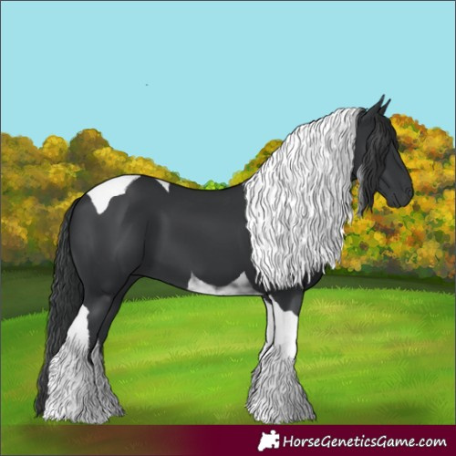 Horse Color:Black Tobiano