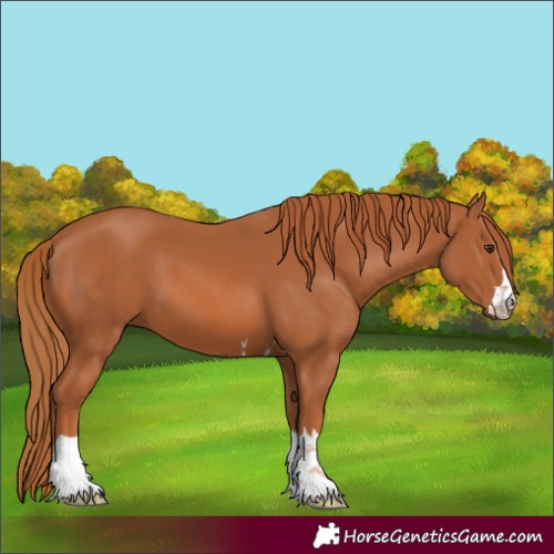 Horse Color:Chestnut 