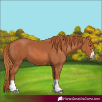 Horse Color:Chestnut 