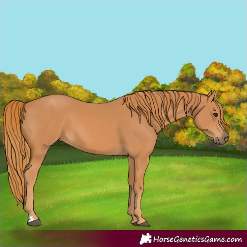 Horse Color:Chestnut 