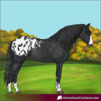 Horse Color:Black Appaloosa Rabicano