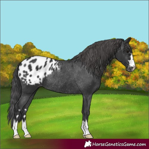 Horse Color:Unknown 