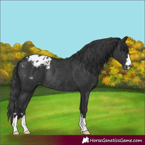 Horse Color:Black Appaloosa Rabicano 