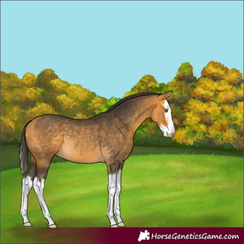 Horse Color:Buckskin Splash Rabicano
