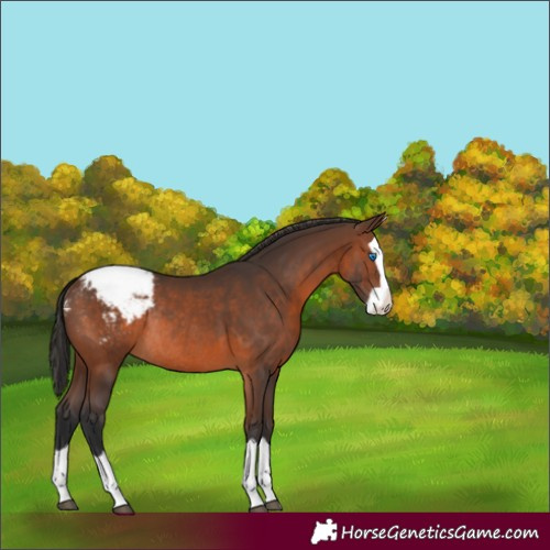 Horse Color:Brown Splash Appaloosa Rabicano 
