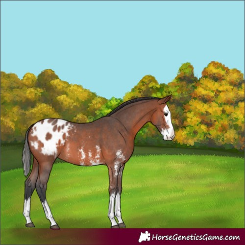 Horse Color:Bay Sabino Splash Appaloosa