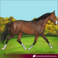 Horse Color:Bay 