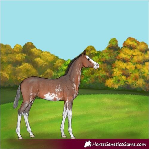 Horse Color:Bay Sabino Splash 