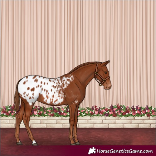 Horse Color:Chestnut Appaloosa