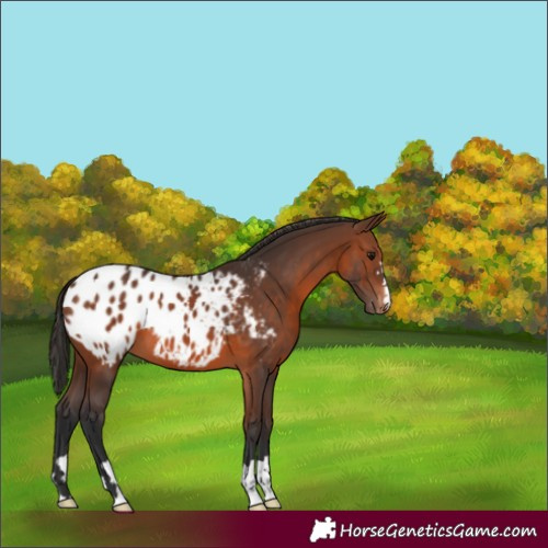 Horse Color:Brown Appaloosa