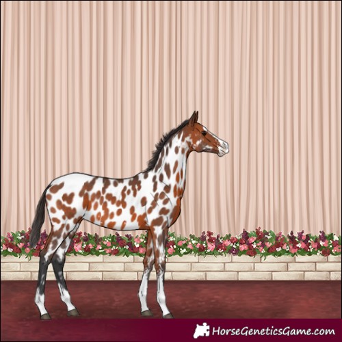 Horse Color:Bay Sabino Splash Appaloosa Rabicano