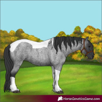 Horse Color:Blue Roan Tobiano