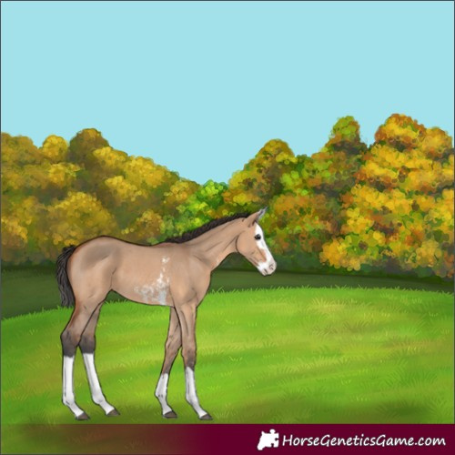 Horse Color:Bay Dun Sabino Splash 