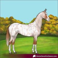 Horse Color:Red Roan Splash Appaloosa 