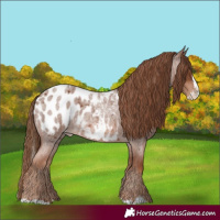 Horse Color:Red Roan Splash Appaloosa 