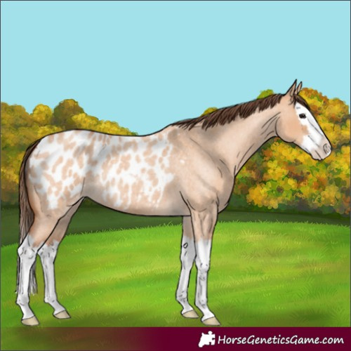 Horse Color:Bay Roan Dun Splash Appaloosa