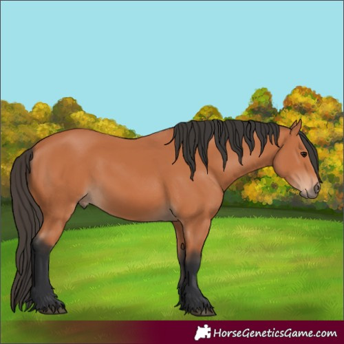 Horse Color:Bay 