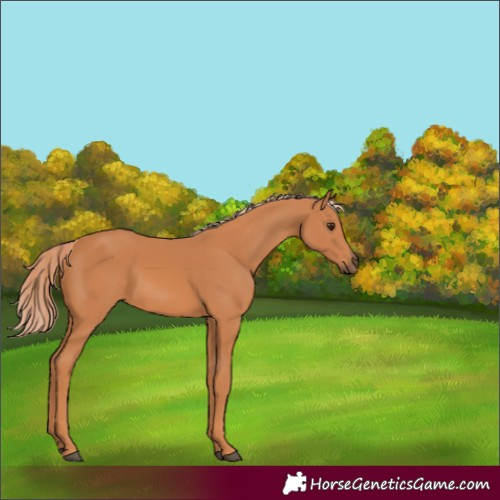 Horse Color:Chestnut 