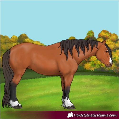Horse Color:Bay 