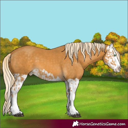 Horse Color:Palomino Splash  and Palomino Splash 
