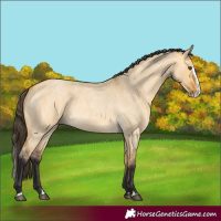 Horse Color:Buckskin Roan Dun Splash 