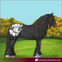 Horse Color:Black Appaloosa 