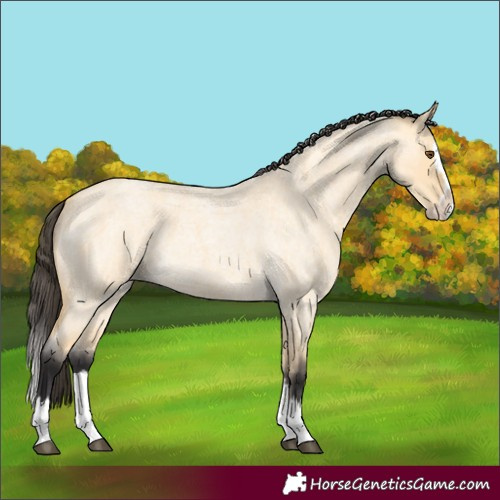Horse Color:Buckskin Roan Dun Splash 