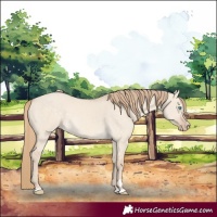 Horse Color:Perlino Dun 